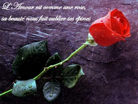 mn amour